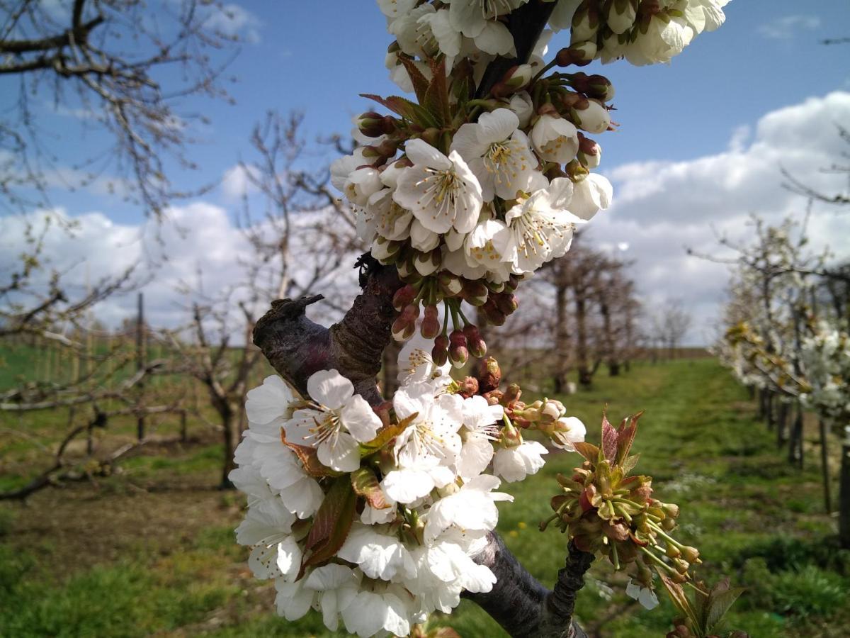 Vakantiewoning Mierzicht Met Prive Wellness Haspengouw Boekhout 外观 照片