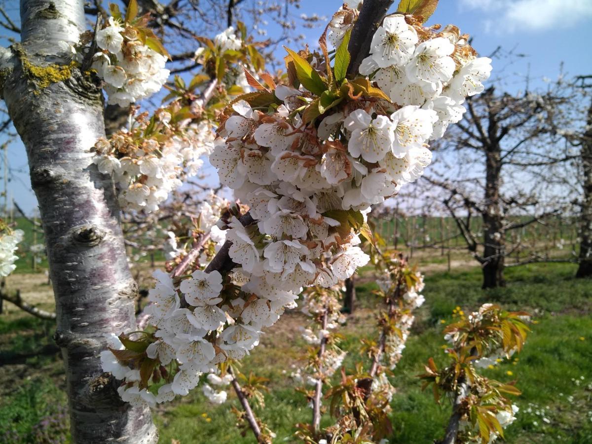 Vakantiewoning Mierzicht Met Prive Wellness Haspengouw Boekhout 外观 照片