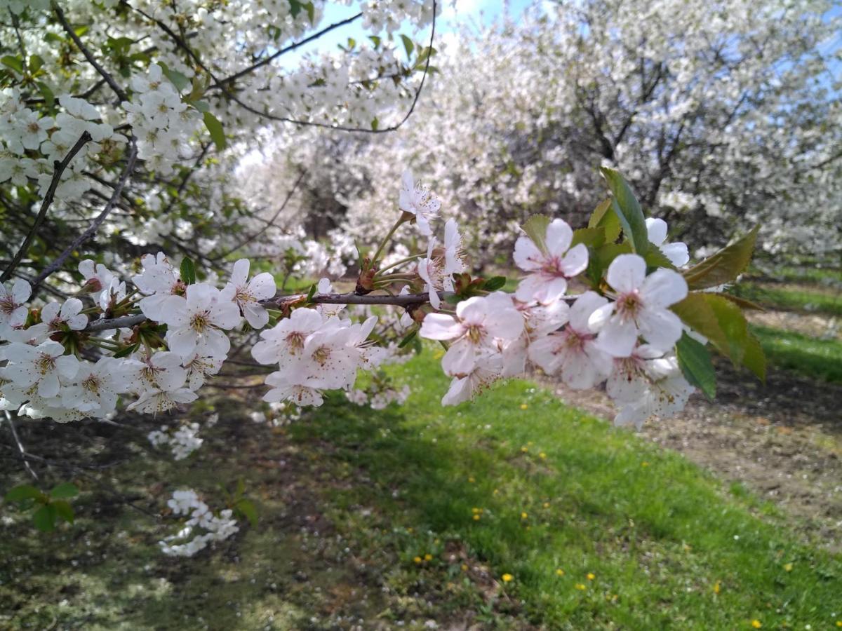 Vakantiewoning Mierzicht Met Prive Wellness Haspengouw Boekhout 外观 照片